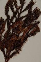 柳杉藏品圖，第5張