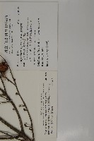 臺灣鐵杉藏品圖，第2張