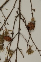 臺灣鐵杉藏品圖，第3張