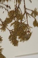 臺灣鐵杉藏品圖，第4張