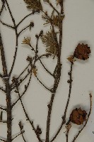 臺灣鐵杉藏品圖，第5張