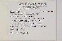 臺灣二葉松藏品圖，第2張