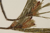 臺灣二葉松藏品圖，第3張