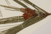 臺灣二葉松藏品圖，第4張