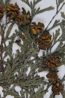 登錄號:G000996藏品圖，第3張