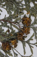 登錄號:G000996藏品圖，第4張