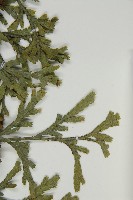 登錄號:G000996藏品圖，第5張