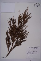 柳杉藏品圖，第1張