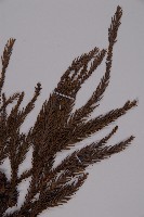 柳杉藏品圖，第3張