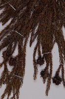 柳杉藏品圖，第4張