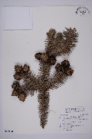 杉木藏品圖，第1張