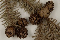 杉木藏品圖，第3張