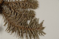 杉木藏品圖，第4張