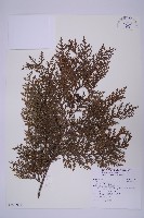 臺灣扁柏藏品圖，第1張