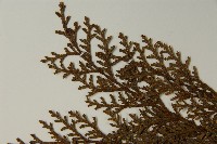 臺灣扁柏藏品圖，第4張