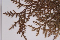 臺灣扁柏藏品圖，第5張