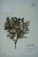 側柏藏品圖，第1張