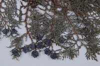 側柏藏品圖，第3張