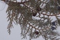 側柏藏品圖，第4張