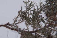 側柏藏品圖，第5張