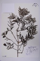 臺灣粗榧、台灣三尖杉藏品圖，第1張