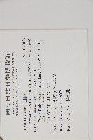 臺灣粗榧、台灣三尖杉藏品圖，第2張