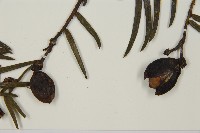 臺灣粗榧、台灣三尖杉藏品圖，第3張