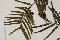 臺灣粗榧、台灣三尖杉藏品圖，第4張