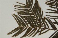 臺灣粗榧、台灣三尖杉藏品圖，第5張