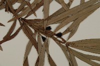 登錄號:G001002藏品圖，第3張