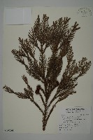 柳杉藏品圖，第1張