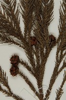 柳杉藏品圖，第3張