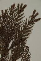 柳杉藏品圖，第4張