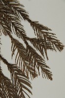 柳杉藏品圖，第5張