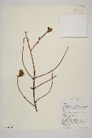 登錄號:G001004藏品圖，第1張