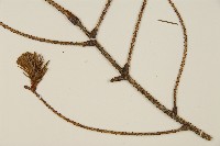 登錄號:G001004藏品圖，第3張