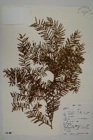 雲南紅豆杉藏品圖，第1張