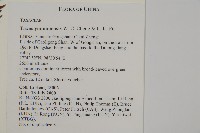 雲南紅豆杉藏品圖，第2張