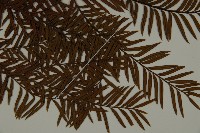 雲南紅豆杉藏品圖，第3張