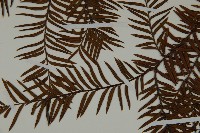 雲南紅豆杉藏品圖，第4張