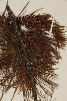 怒江紅杉藏品圖，第3張
