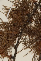 怒江紅杉藏品圖，第4張