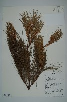 登錄號:G001008藏品圖，第1張