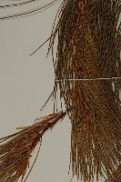 登錄號:G001008藏品圖，第4張