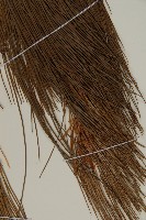 登錄號:G001008藏品圖，第5張