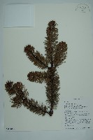 蒼山冷杉藏品圖，第1張