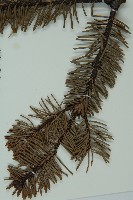 蒼山冷杉藏品圖，第3張