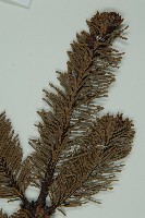 蒼山冷杉藏品圖，第4張