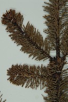 蒼山冷杉藏品圖，第5張