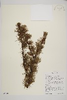 怒江紅杉藏品圖，第1張